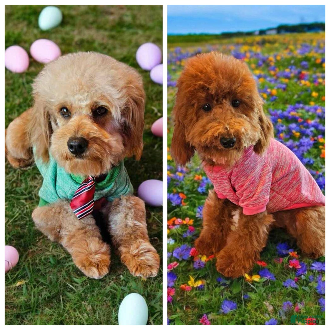 Mini Goldendoodle dogs for sale:  Star ⭐️ - Mini Goldendoodle - Ad 10