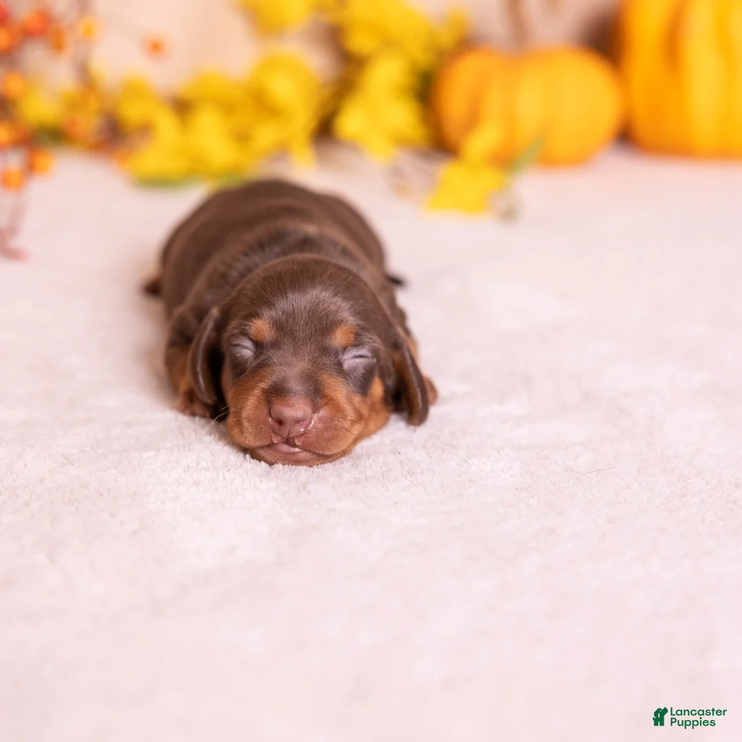 Miniature Dachshund dogs for sale: Flint - Ad 2