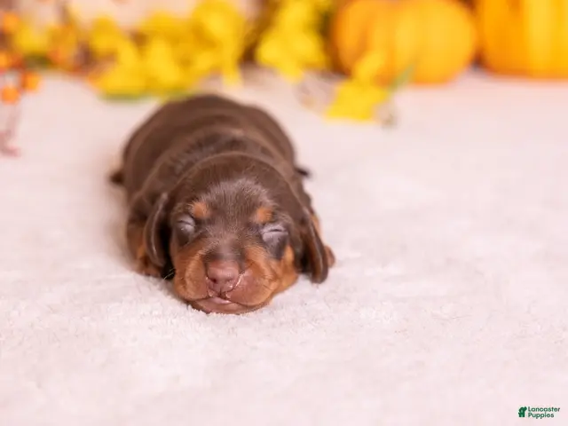 Miniature Dachshund dogs for sale: Flint - Ad 2