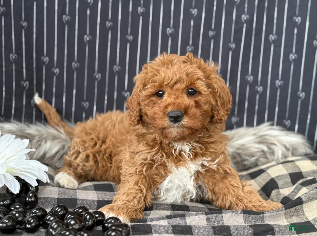 Cavapoo dogs for sale: Donovan - Ad 10