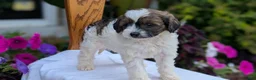 Maltipoo dogs for sale: Koko - Ad 9
