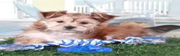 Mixed Breed dogs for sale: Duke Proud little Havayork Puppy - Ad 1