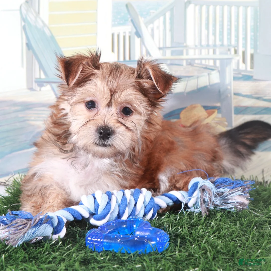 Mixed Breed dogs for sale: Duke Proud little Havayork Puppy - Ad 1