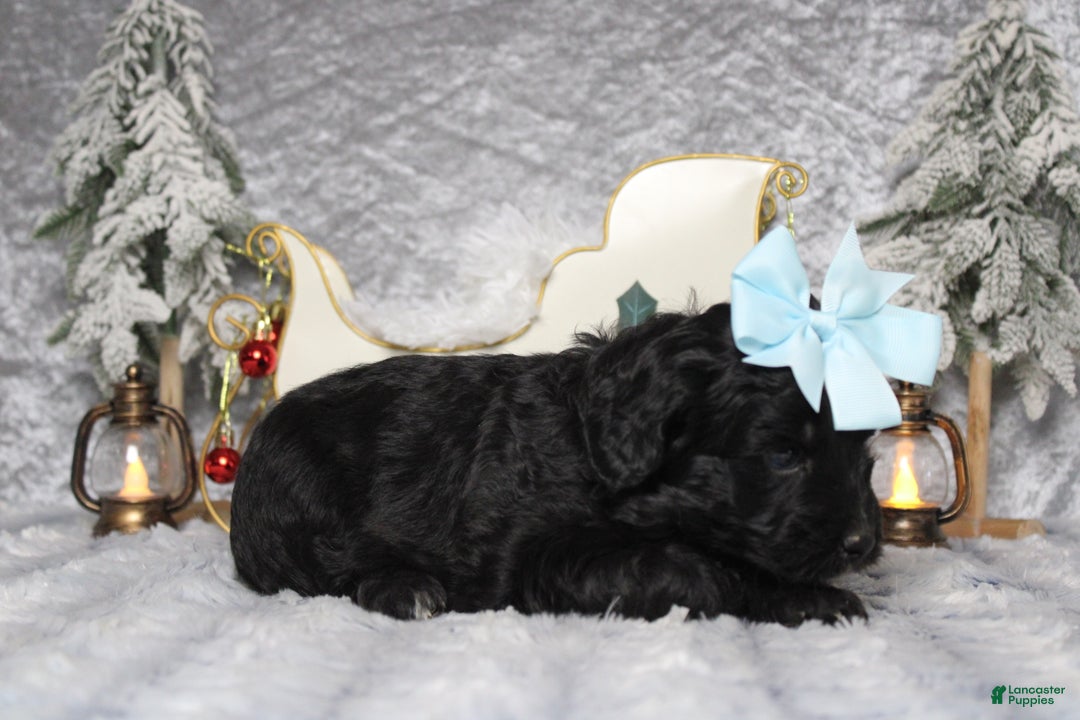 Aussiedoodle dogs for sale: Mia  - Ad 6