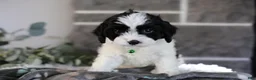 Cavapoo dogs for sale: Lennox - Ad 7