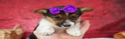 Welsh Corgi Pembroke dogs for sale: Abby🩷  - Ad 3
