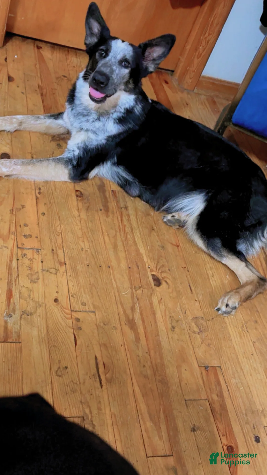 German Shepherd dogs for stud: Pandora - Ad 1