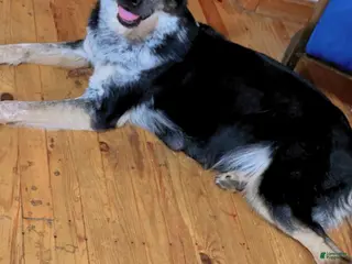 German Shepherd dogs Pandora - Ad 1