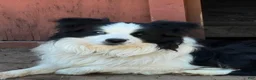 Mixed Breed dogs for sale: Border Aussie 1 - Ad 3