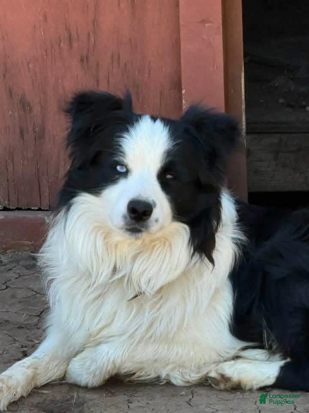 Mixed Breed dogs for sale: Border Aussie 2 - Ad 4