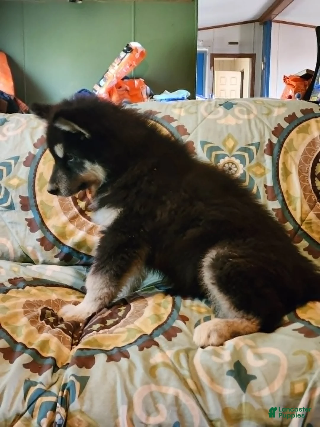 Alaskan Malamute dogs for sale: Alaskan Malamute Puppy 3 - Ad 10