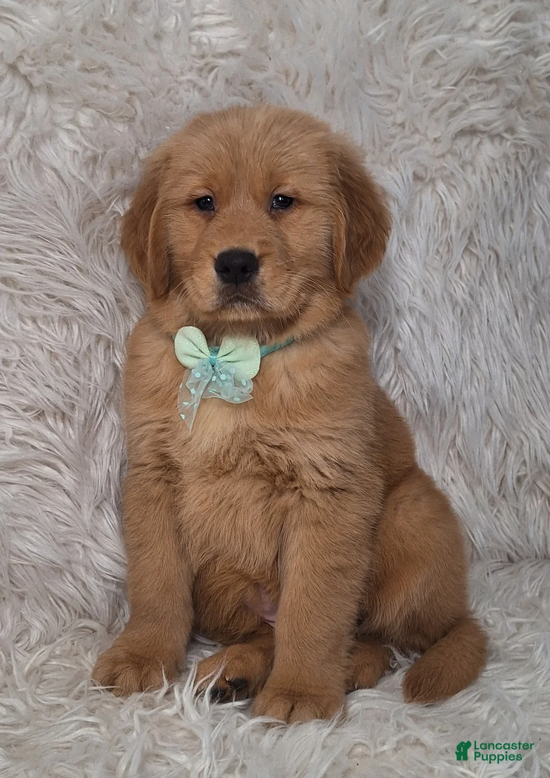 Golden Retriever dogs for sale: Bruno - Ad 2