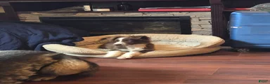 Miniature Australian Shepherd 1
