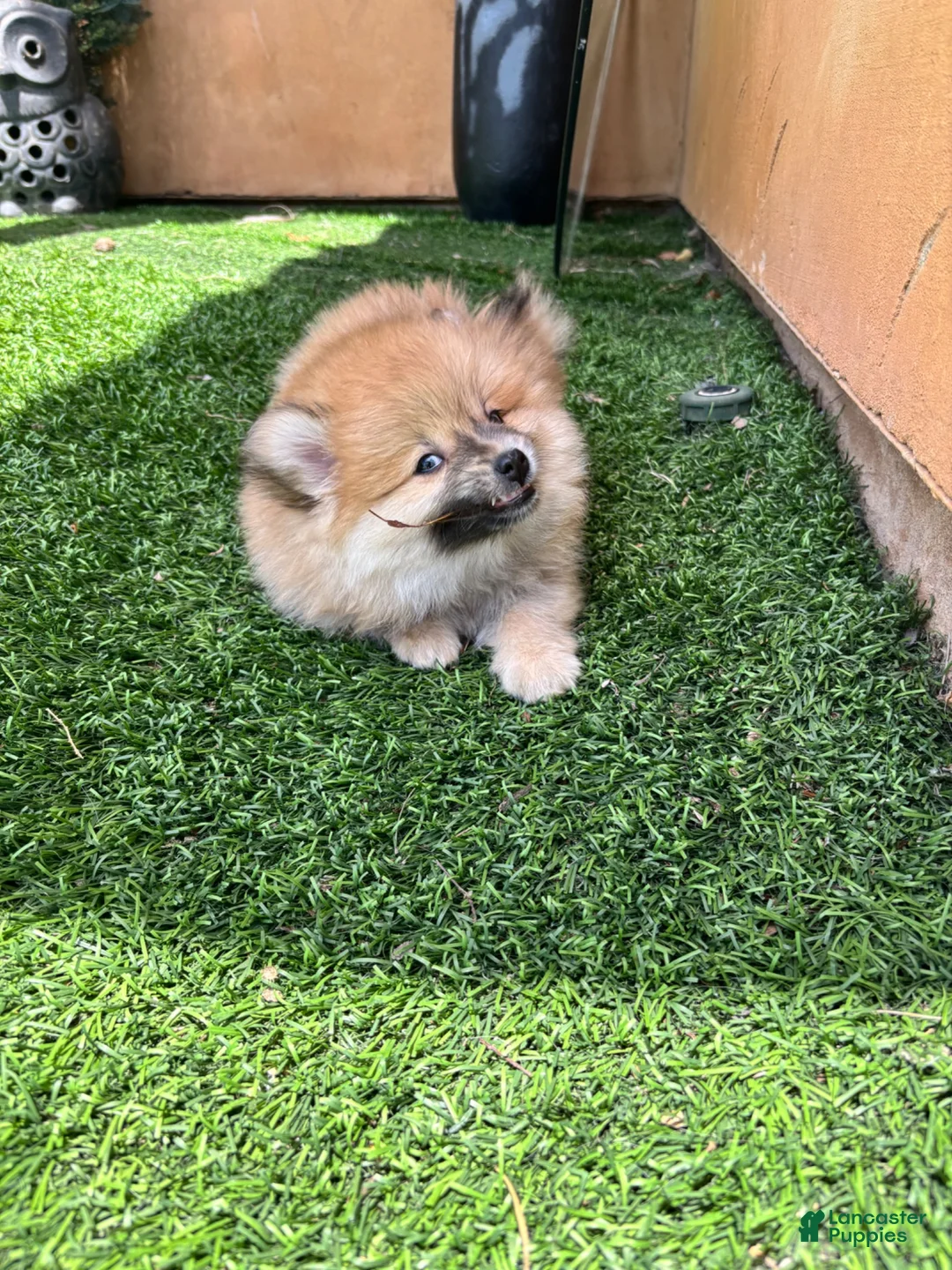 Mixed Breed dogs for sale: Mixed Breed 1 - Ad 2