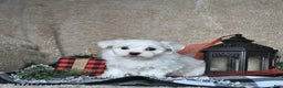 Maltese dogs for sale: Frosty - Ad 10