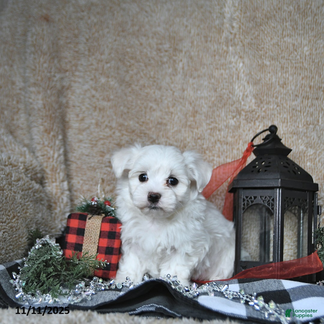 Maltese dogs for sale: Frosty - Ad 10