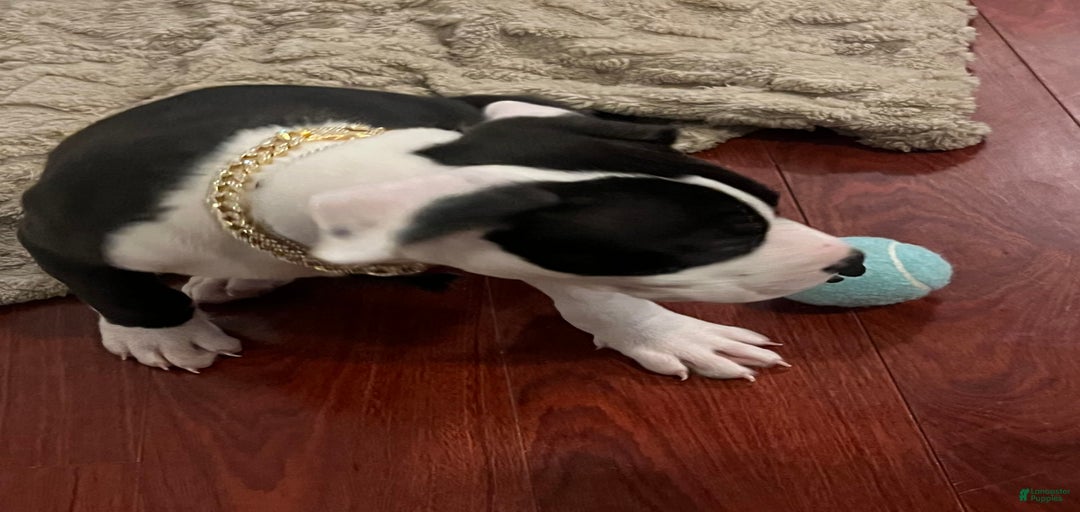 Gallery Image {{count}}