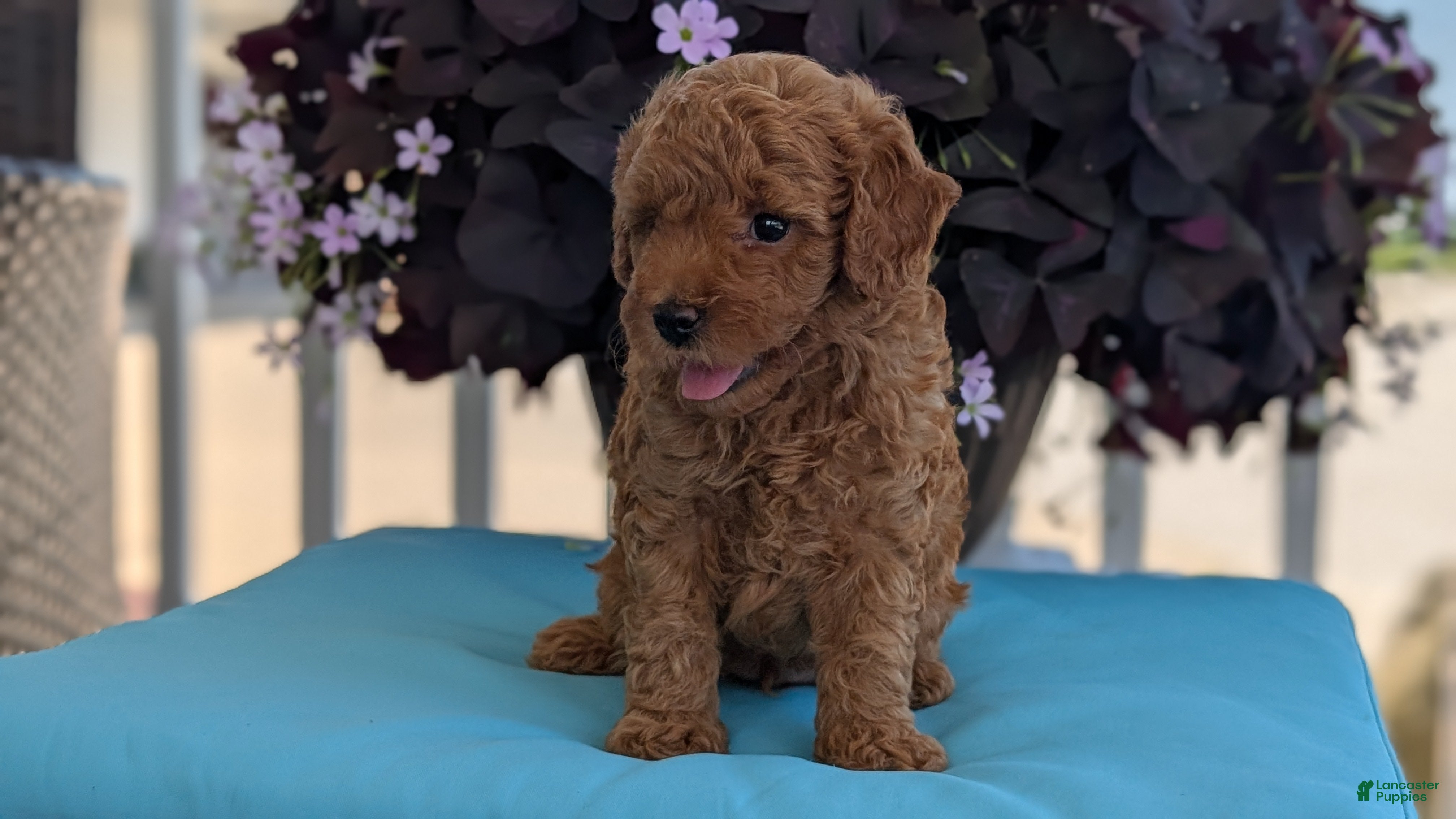 Toy Poodle dogs Tommy - Ad 2