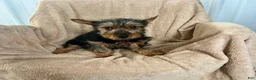 Yorkshire Terrier dogs for sale: MJ Boy - Ad 5