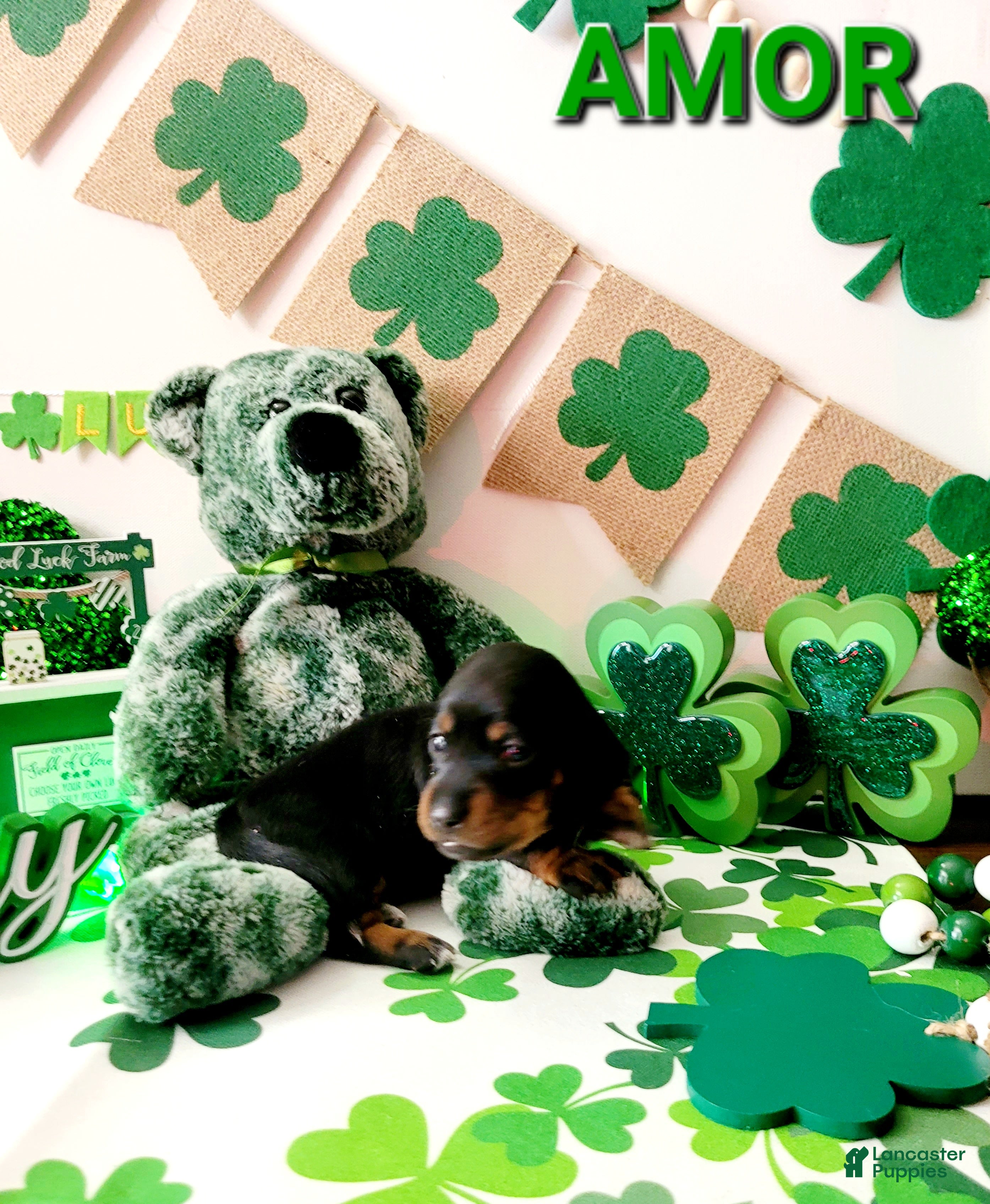 Miniature Dachshund dogs Amor - Ad 11