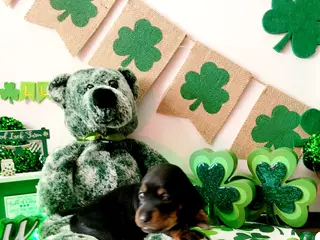 Miniature Dachshund dogs Amor - Ad 11