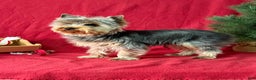 Yorkshire Terrier dogs for sale: Leo - Ad 2
