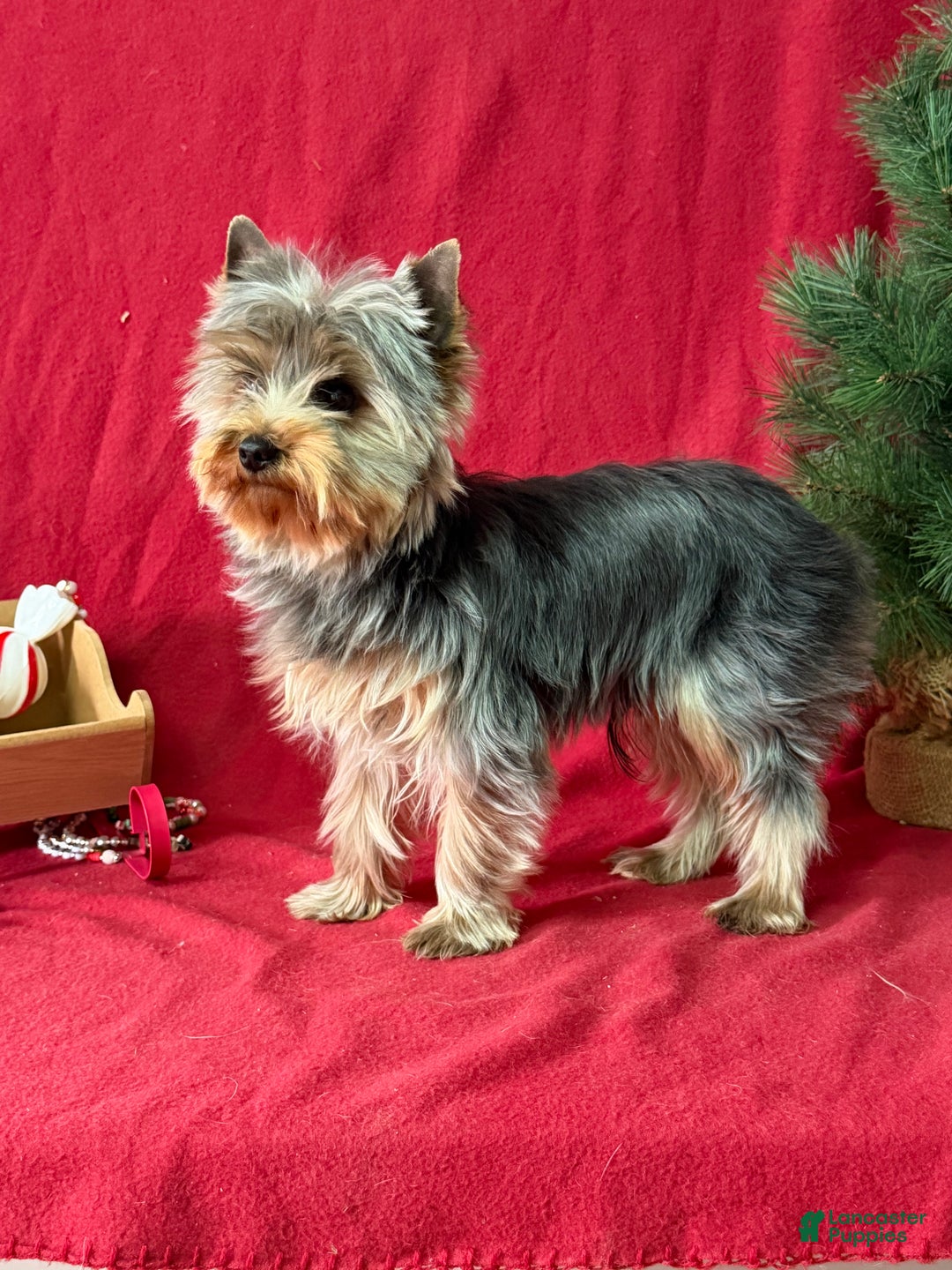 Yorkshire Terrier dogs for sale: Leo - Ad 2