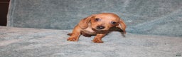 Miniature Dachshund dogs for sale: HAZEL MINI  - Ad 1