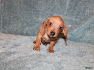 Miniature Dachshund dogs HAZEL MINI - Ad 8