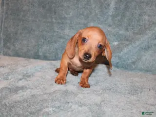 Miniature Dachshund dogs HAZEL MINI - Ad 38