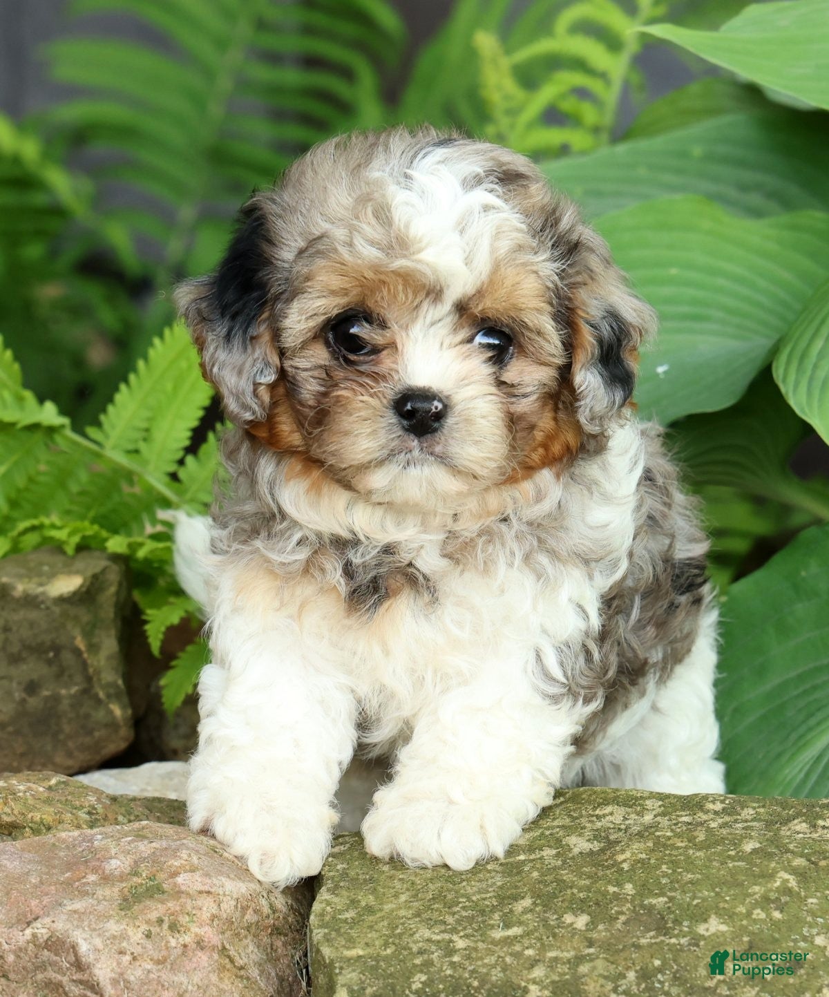 Mixed Breed dogs for sale: Finn - Ad 4