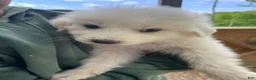 Great Pyrenees dogs for sale: Great Pyrenees Puppy 1 - Ad 1