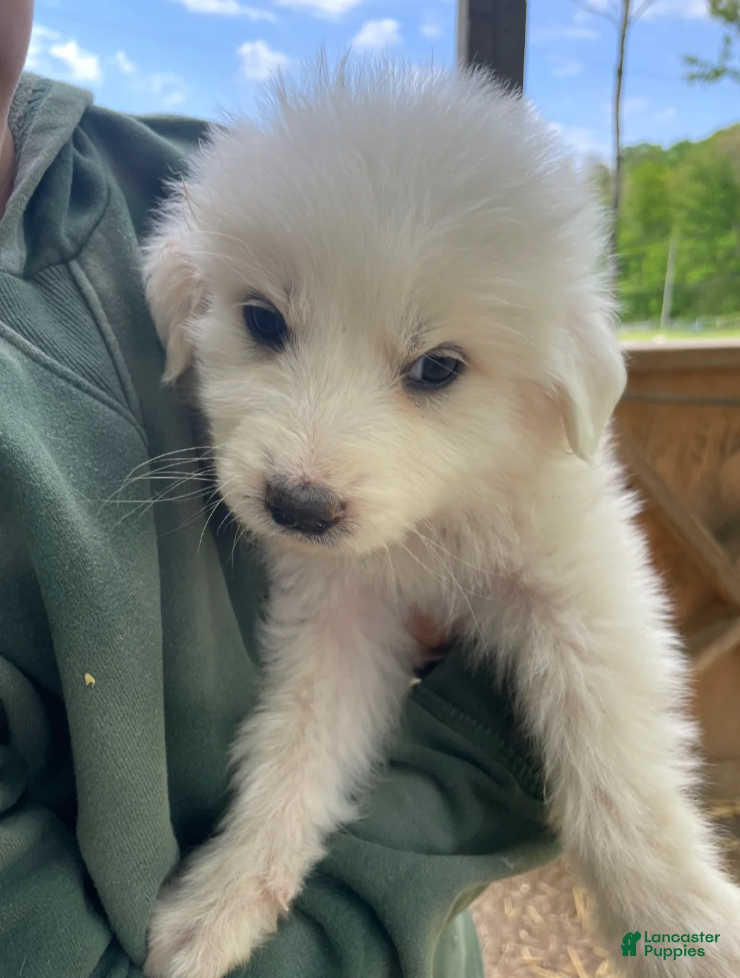 Great Pyrenees dogs for sale: Great Pyrenees Puppy 1 - Ad 1
