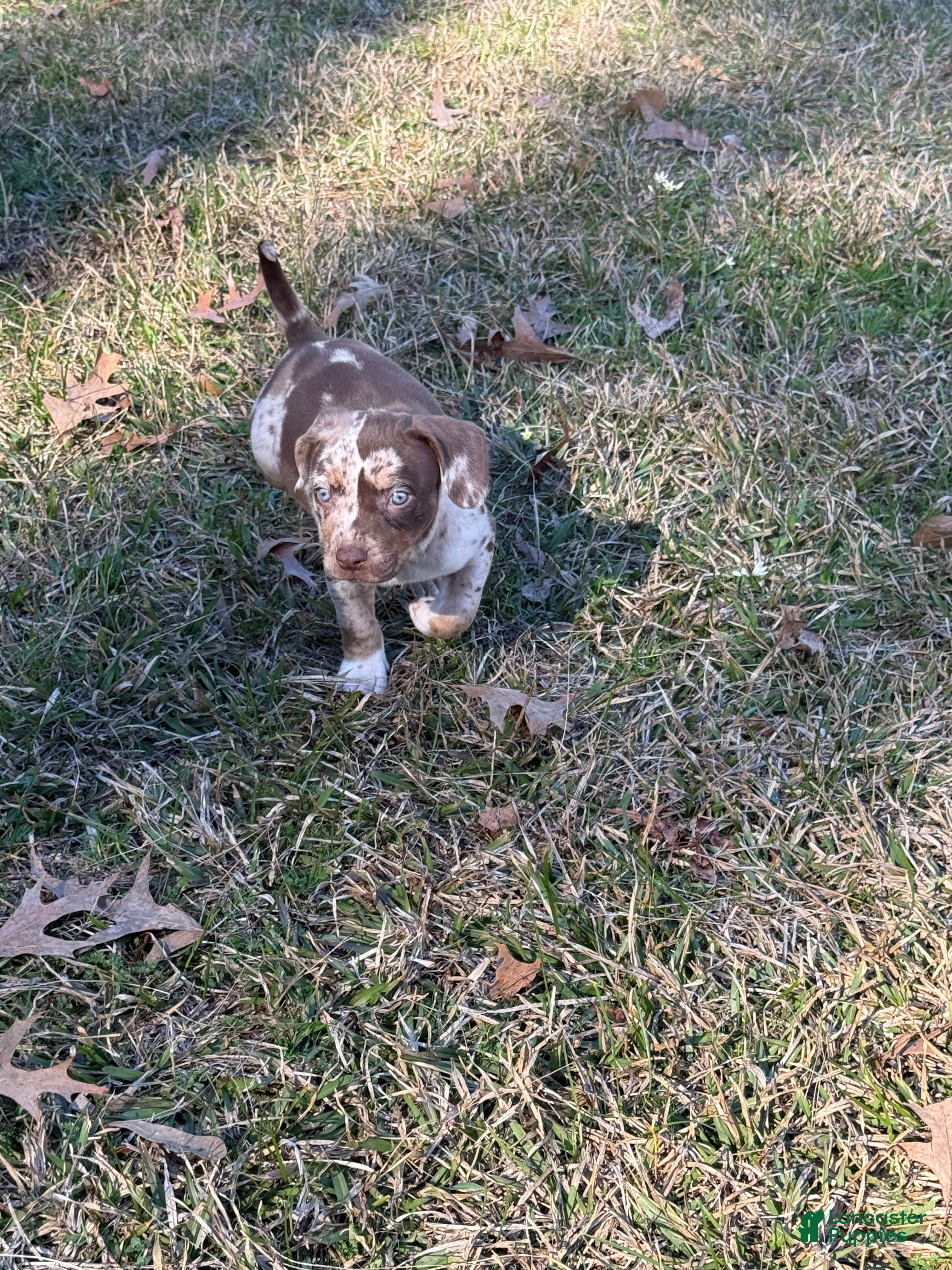 Catahoula Leopard Dog dogs Catahoula Leopard Dog Puppy 5 - Ad 1