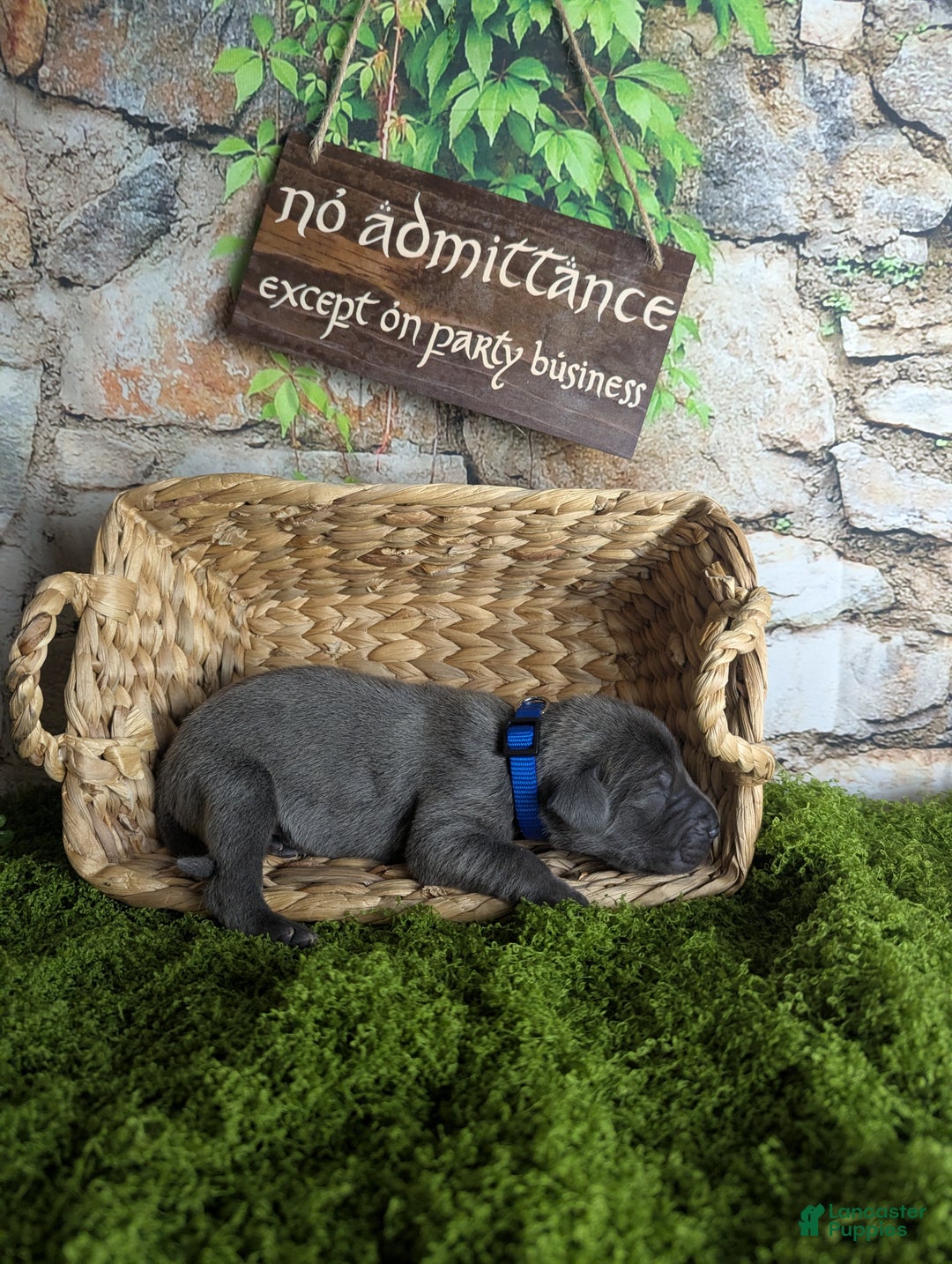 Great Dane dogs for sale: Gimli Male Blue Brindle Great Dane Puppy  - Ad 2