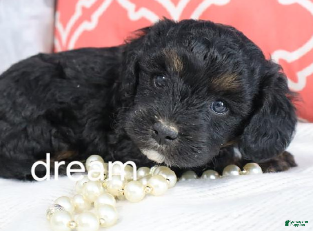 Cavapoo dogs for sale: Destiny - Ad 1