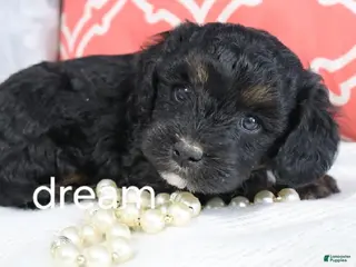 Cavapoo dogs Destiny - Ad 32