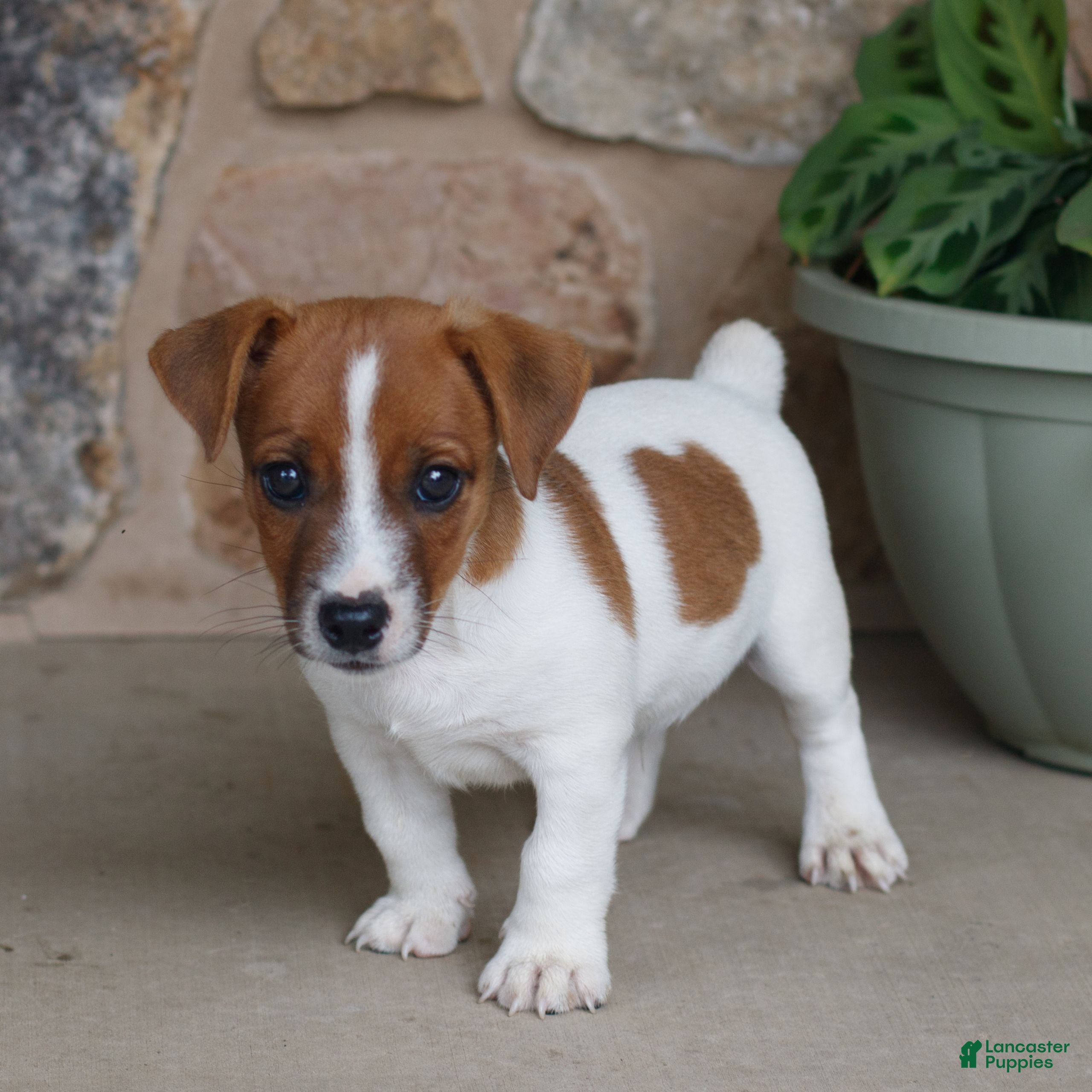 Jack Russell Terrier dogs Tony  - Ad 2