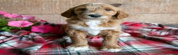 Goldendoodle dogs for sale: Shelly - Ad 1
