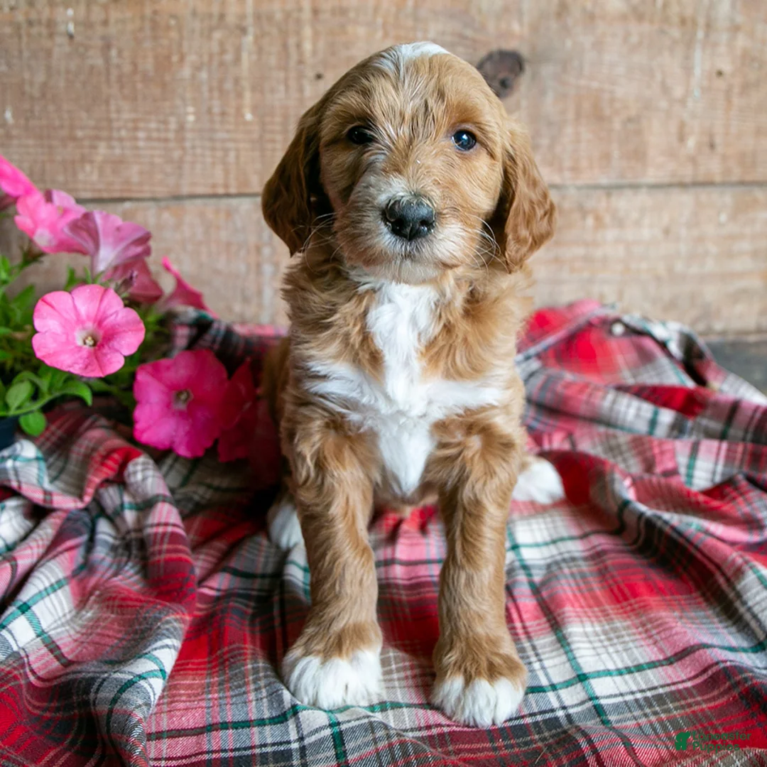 Goldendoodle dogs for sale: Shelly - Ad 1