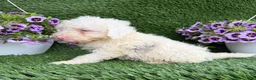 Mixed Breed dogs for sale: Billy - Ad 3