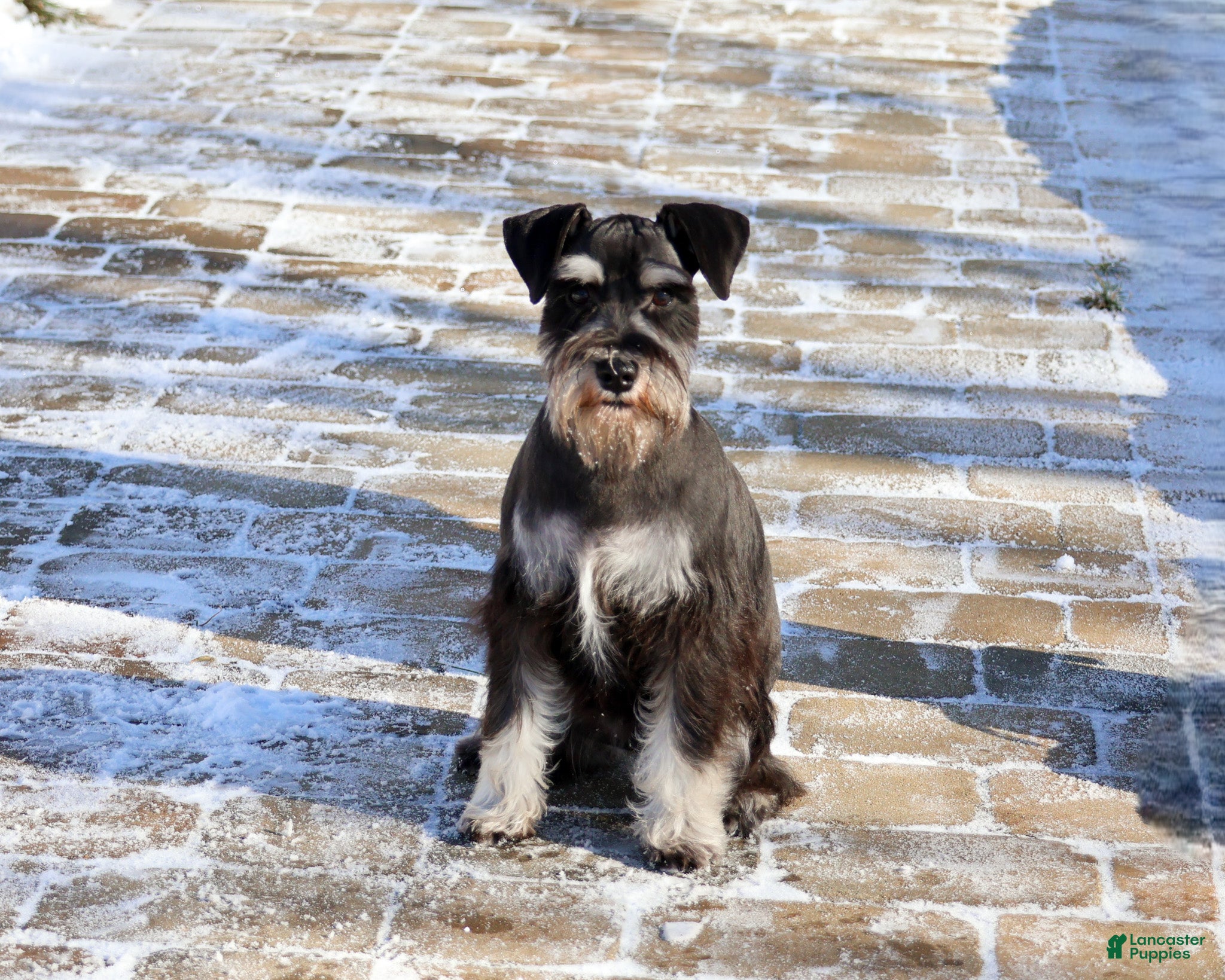 Miniature Schnauzer dogs Mercy - Ad 31