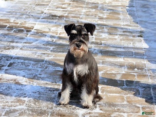 Miniature Schnauzer dogs Mercy - Ad 35