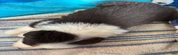 Australian Shepherd dogs for sale: Maple (AKC) - Ad 9