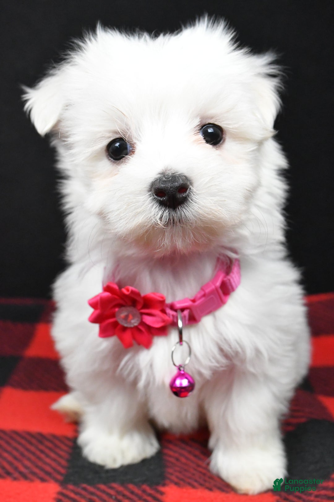 Maltese dogs for sale: Molly - Ad 2