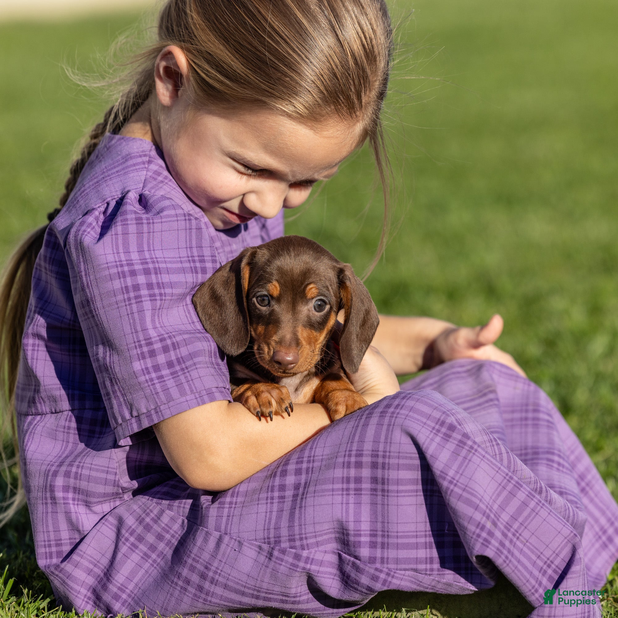 Miniature Dachshund dogs for sale: Liam - Ad 2