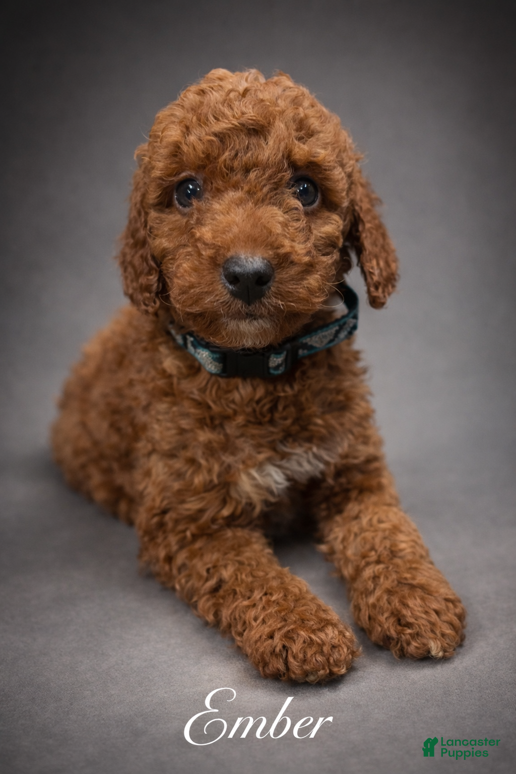 Toy Poodle dogs Ember - Ad 1