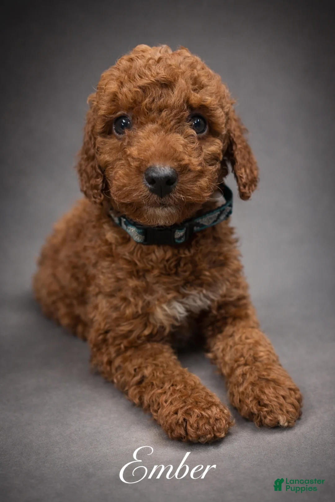 Toy Poodle dogs for sale: Ember - Ad 1