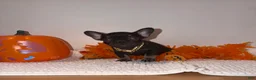 French Bulldog dogs for sale: Cocoa female  - Ad 5