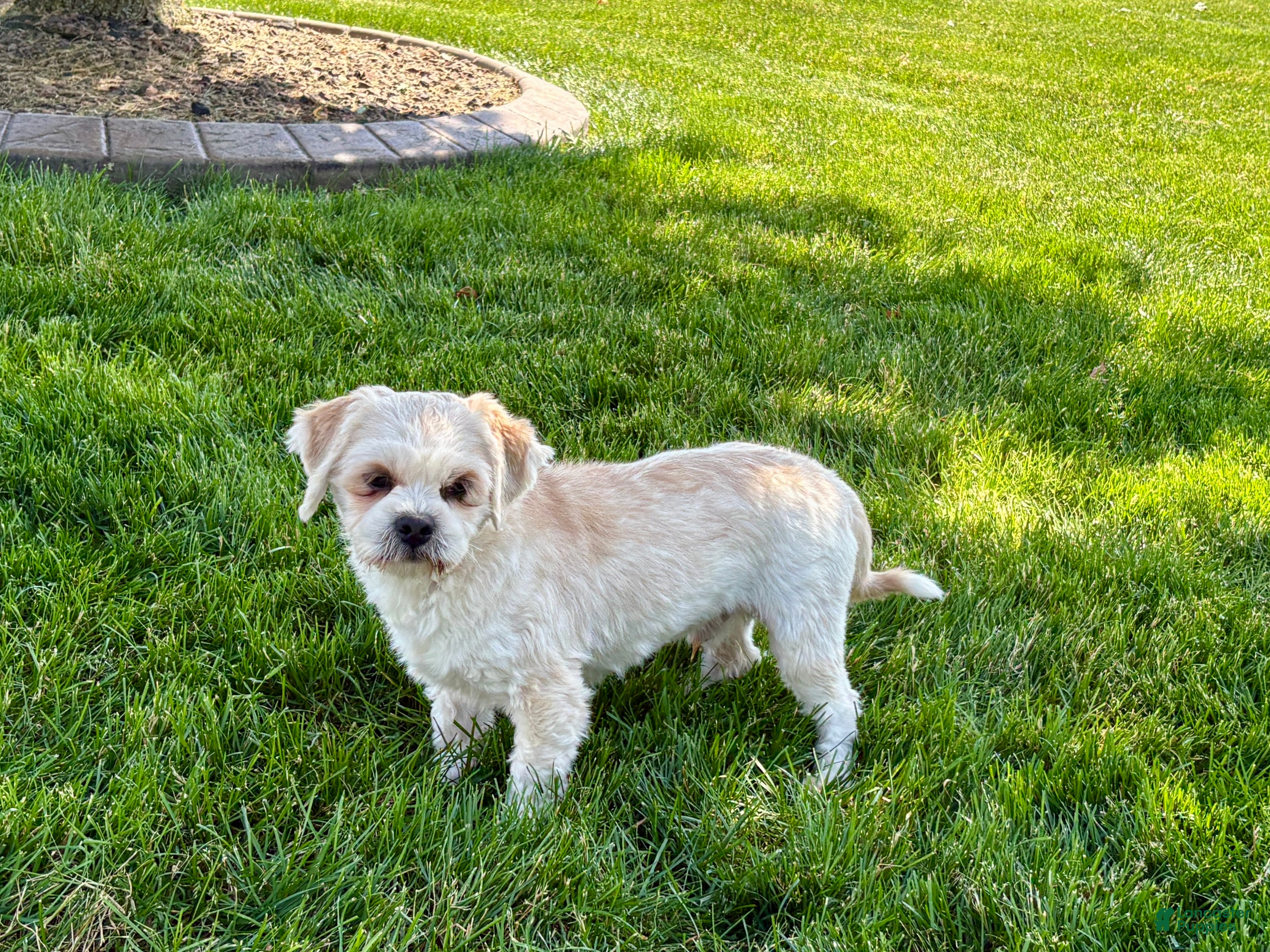 Lhasa Apso dogs Beau - Ad 2